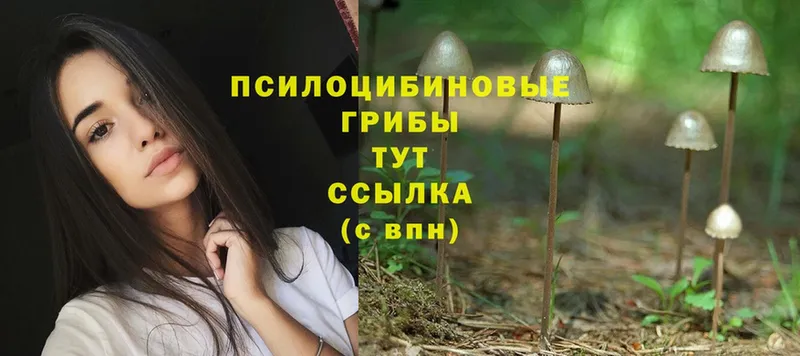 закладка  Рыльск  Галлюциногенные грибы Psilocybe 